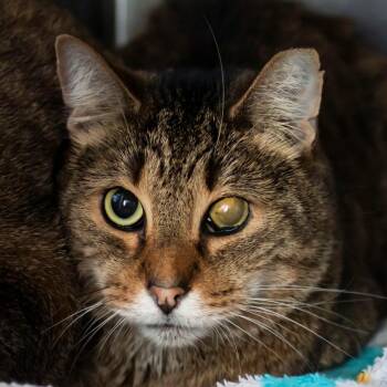 Domestic Short Hair Cats Available for Adoption - Snoopy | PetCurious