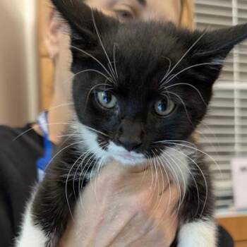 Domestic Short Hair Cats Available for Adoption in Voorhees Township, New Jersey - Angel | PetCurious