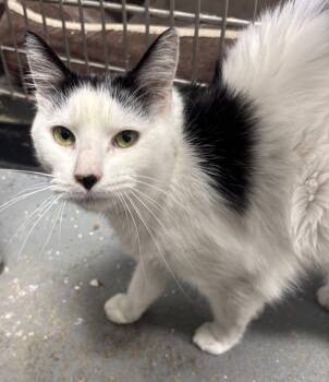 Rescue Domestic Short Hair Cats for Adoption in North Haven, Connecticut - Moo | PetCurious