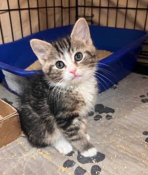 Detective Beans -  Tabby Cat for Adoption in Jurupa Valley, California - Detective Beans | PetCurious