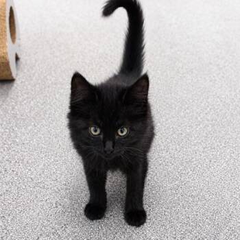 Prosecco -  Domestic Medium Hair Cat for Adoption in Orland Hills, Illinois - Prosecco | PetCurious