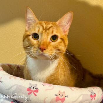 Domestic Short Hair Cats Available for Adoption in Cheyenne, Wyoming - Asta | PetCurious