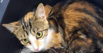 Fm1 -  Domestic Short Hair Cat for Adoption in Lawrenceville, Georgia - Fm1 | PetCurious
