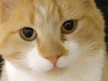 Rescue Domestic Short Hair and Tabby Cats for Adoption in Butte, Montana - Buddy | PetCurious