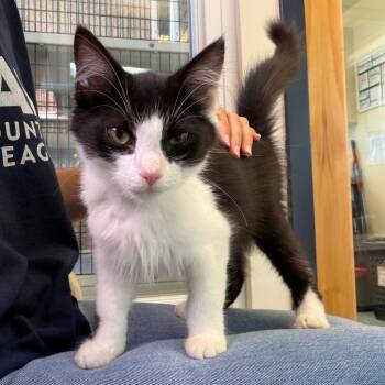 Pothole -  Domestic Medium Hair Cat for Adoption in Morristown, Vermont - Pothole | PetCurious