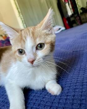 Rescue Domestic Short Hair Cats for Adoption in Fishers, Indiana - Sandy Cheeks | PetCurious