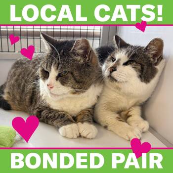 LOCAL CATS: Laverne & Shirley, Bonded Pair -  Domestic Short Hair Cat Available for Adoption in Scituate, Rhode Island - LOCAL CATS: Laverne & Shirley, Bonded Pair | PetCurious