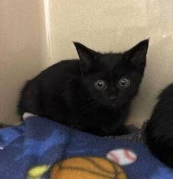 Running Bear -  Domestic Short Hair Cat for Adoption in Elyria, Ohio - Running Bear | PetCurious