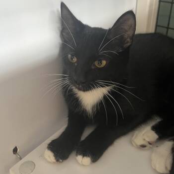 Zoe -  Domestic Short Hair Cat for Adoption in Sarasota, Florida - Zoe | PetCurious