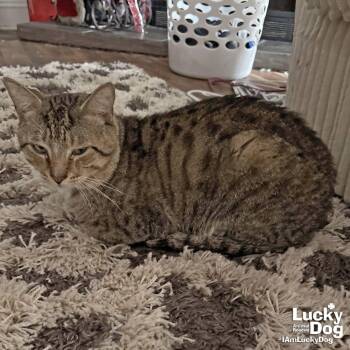 Domestic Short Hair Cats Available for Adoption in Washington, District Of Columbia - Tank | PetCurious