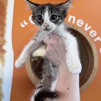 Oslo -  Domestic Short Hair Cat for Adoption in Bentonville, Arkansas - Oslo | PetCurious