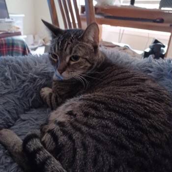 Mouse -  Domestic Short Hair Cat for Adoption in Drasco, Arkansas - Mouse | PetCurious