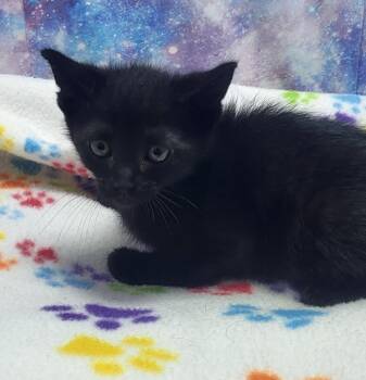Wally -  Domestic Short Hair Cat for Adoption in Washington Court House, Ohio - Wally | PetCurious