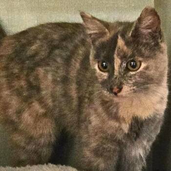 Rescue Domestic Short Hair Cats for Adoption in Nampa, Idaho - Freewind | PetCurious