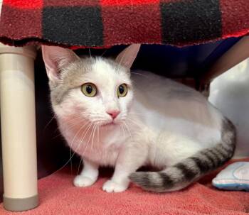 Domestic Short Hair Cats Available for Adoption in Gillette, Wyoming - Happy | PetCurious