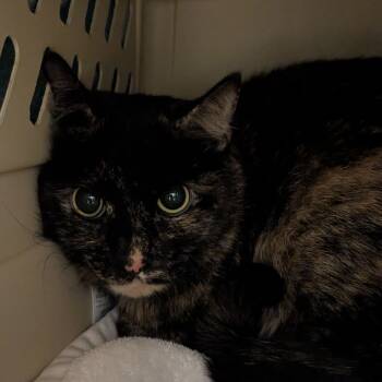 Rescue Domestic Short Hair Cats for Adoption in Fairport, New York - Remmi | PetCurious