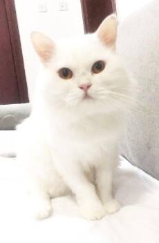 Persian and Turkish Angora Cats Available for Adoption in Bedford Hills, New York - Snowy Is Such A Snuggle Poof! EPIC Sweet And Still A Big Kitten! | PetCurious