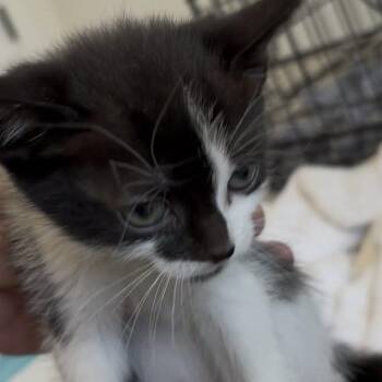 Domestic Short Hair Cats Available for Adoption in Eagle Mountain, Utah - Two Face Engstrom | PetCurious