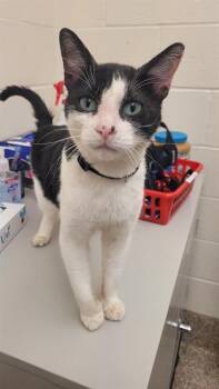 BLUEBERRY -  Domestic Short Hair Cat for Adoption in Barnstable, Massachusetts - BLUEBERRY | PetCurious