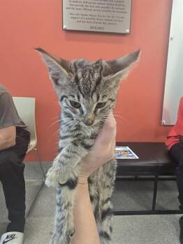 CAYENNE PEPPER -  Domestic Short Hair Cat for Adoption in Louisville, Kentucky - CAYENNE PEPPER | PetCurious