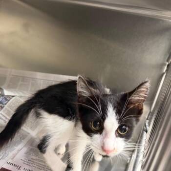 Snuffles -  Domestic Short Hair Cat for Adoption in Auburn, Alabama - Snuffles | PetCurious