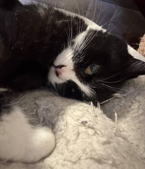 Domestic Short Hair Cats Available for Adoption in Denver, Colorado - Delta | PetCurious