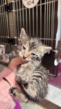 Domestic Short Hair Cats Available for Adoption in Clarksville, Tennessee - King Aurthur Wimbledon | PetCurious