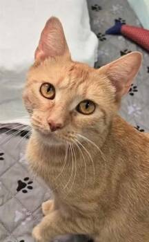 BETTY CROCKER -  Domestic Short Hair Cat for Adoption in Springfield, Massachusetts - BETTY CROCKER | PetCurious