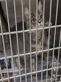 CRIBBAGE -  Domestic Medium Hair and Domestic Short Hair Cat for Adoption in Anchorage, Alaska - CRIBBAGE | PetCurious