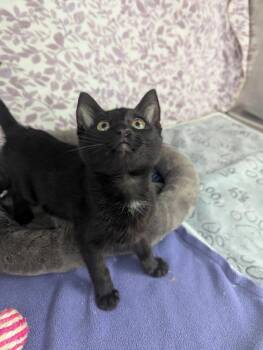 Orbit -  American Shorthair Cat for Adoption in Ellijay, Georgia - Orbit | PetCurious