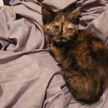 Illa C12773 -  Domestic Short Hair Cat for Adoption - Illa C12773 | PetCurious