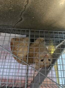 Domestic Short Hair Cats Available for Adoption - MACK | PetCurious