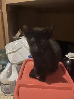 American Shorthair Cats Available for Adoption in Tampa, Florida - Gnocchi | PetCurious