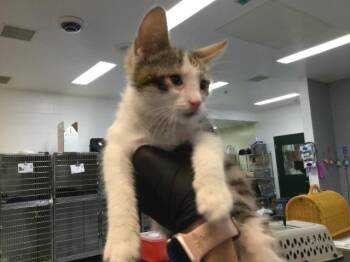 A1922131 -  Domestic Short Hair Cat for Adoption in Thousand Palms, California - A1922131 | PetCurious