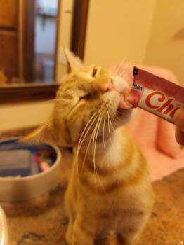 Apriyl INDOOR ONLY -  Domestic Short Hair Cat for Adoption in Stockton, California - Apriyl INDOOR ONLY | PetCurious