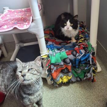Domestic Long Hair Cats Available for Adoption in Chicago, Illinois - Jude | PetCurious