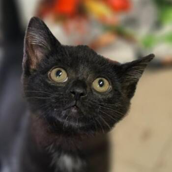 Hendrix -  Domestic Short Hair Cat for Adoption in Muncie, Indiana - Hendrix | PetCurious