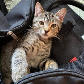 Rescue Domestic Short Hair Cats for Adoption in Huntington Beach, California - Angel | PetCurious