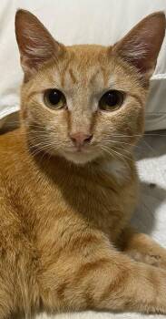 Rescue Domestic Short Hair Cats for Adoption in Shelbyville, Kentucky - Copper | PetCurious