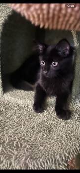 Rescue Domestic Medium Hair Cats for Adoption in San Diego, California - Wednesday & Gomez | PetCurious