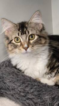 Clyde -  Domestic Medium Hair Cat for Adoption in Diamond Springs, California - Clyde | PetCurious