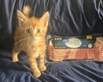 Bacon -  Domestic Short Hair Cat for Adoption in Union Grove, Wisconsin - Bacon | PetCurious