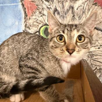 Lisa -  Domestic Short Hair Cat for Adoption in Laredo, Texas - Lisa | PetCurious