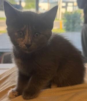 Snootle -  Dilute Tortoiseshell Cat for Adoption in Winnipeg, Manitoba - Snootle | PetCurious