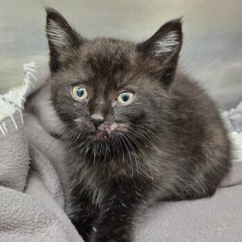 Martha Washington -  Domestic Short Hair Cat for Adoption in Newport, Tennessee - Martha Washington | PetCurious