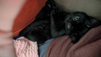 Bizcochito -  Domestic Short Hair Cat for Adoption in Topeka, Kansas - Bizcochito | PetCurious