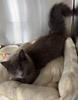 Domestic Long Hair Cats Available for Adoption - Dove * IN FOSTER * | PetCurious