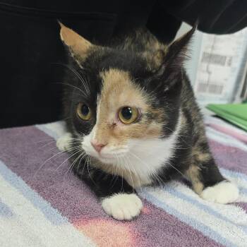 Elora Danan 26-0535 -  Domestic Short Hair Cat for Adoption in Yanceyville, North Carolina - Elora Danan 26-0535 | PetCurious