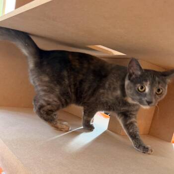 Domestic Short Hair Cats Available for Adoption - Harlow | PetCurious