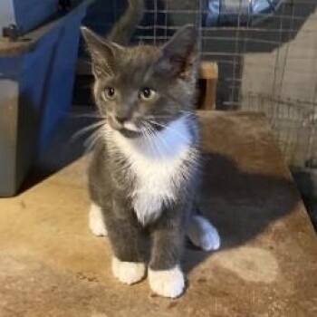 Sir Lancelot -  Domestic Short Hair Cat for Adoption in Berkeley Heights, New Jersey - Sir Lancelot | PetCurious